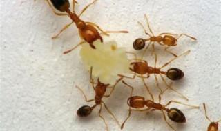 蚂蚁的外形和本领 蚂蚁的生活习性